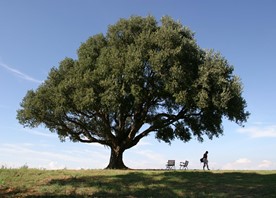 Agriturismo Valliferone