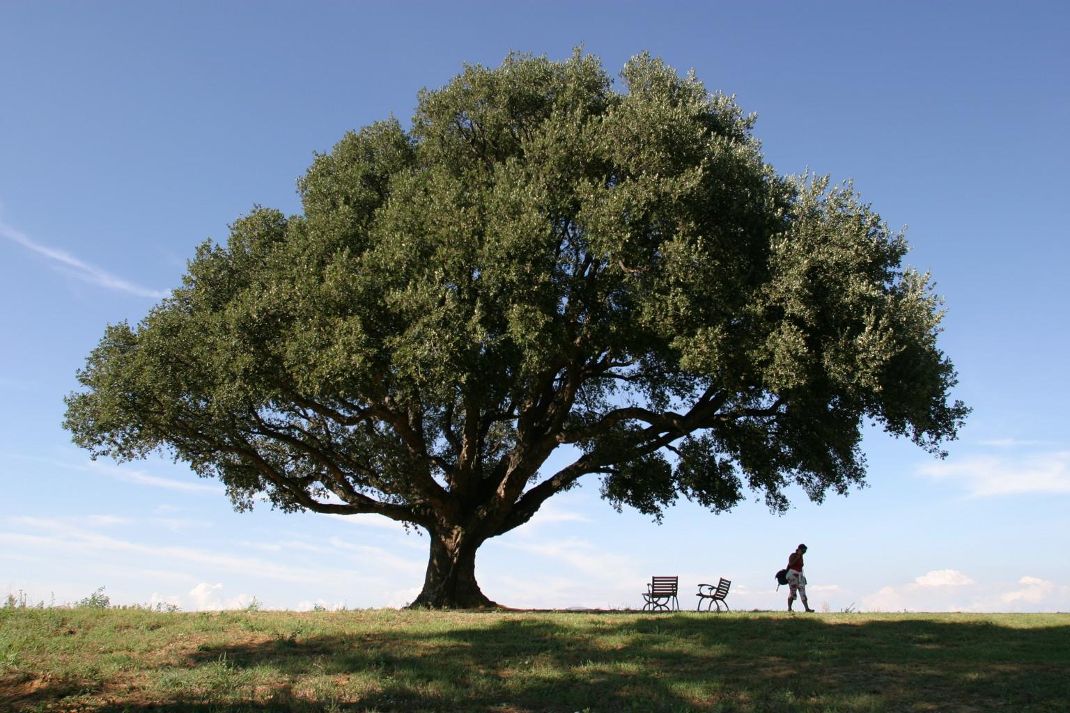 Valliferone