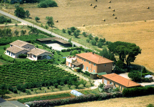 Agrifoglio