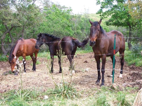 farm holidays capalbio