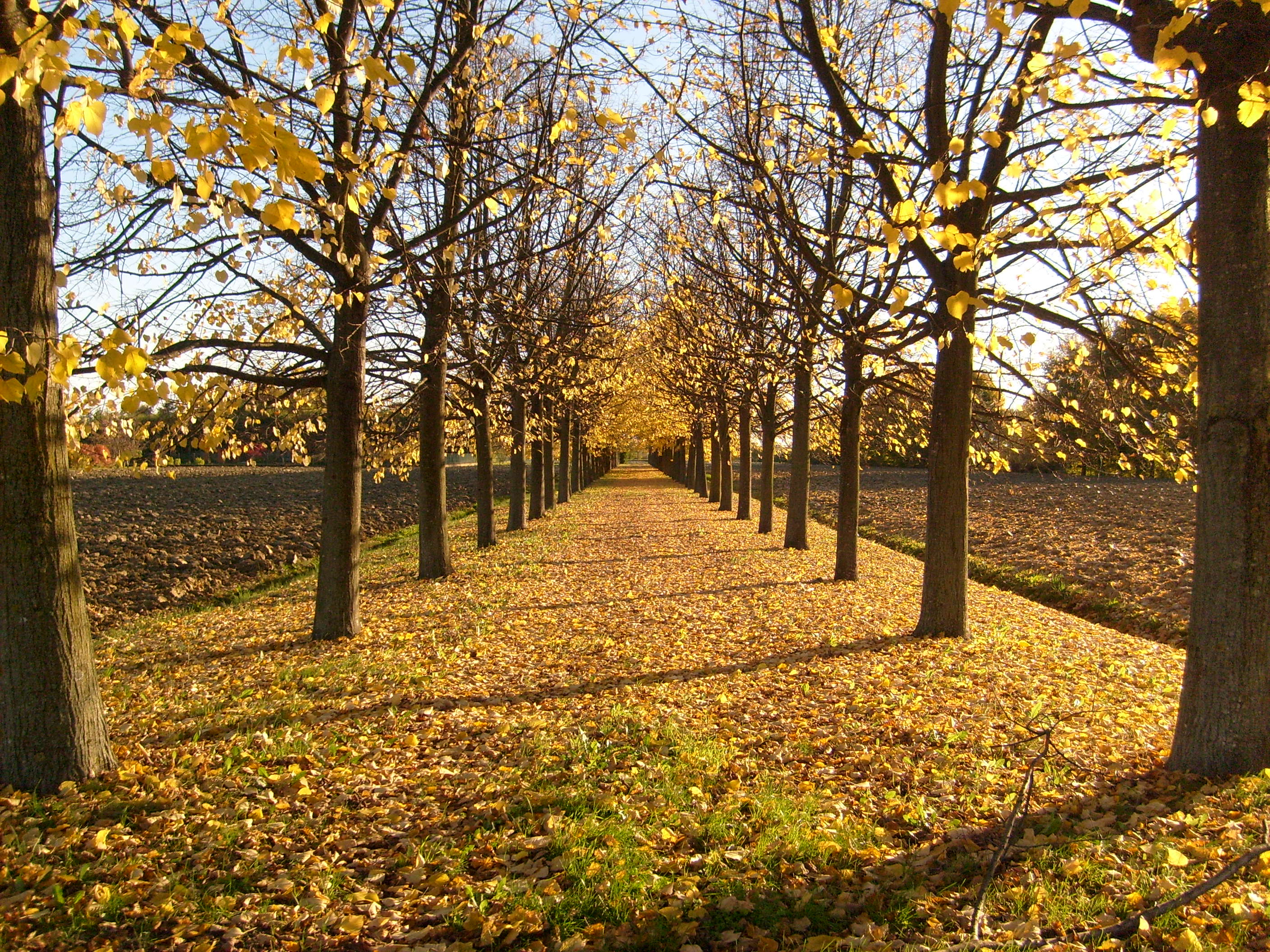 Festa di Autunno a Castelfiorentino