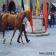 Palio di Casole d'Elsa 2006
