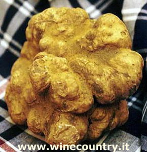 MOSTRA MERCATO NAZIONALE DEL TARTUFO BIANCO