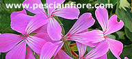 Toscana in fiore
