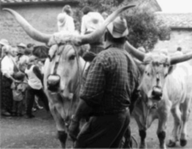 Festa della vendemmia