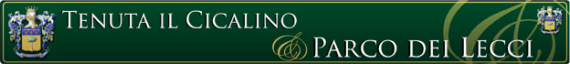 Cicalino