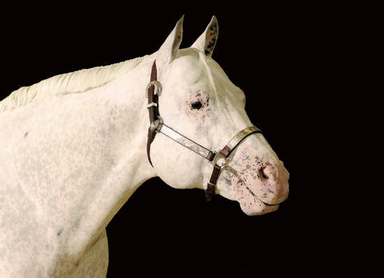 Vacances de ferme Sant Anna Quarter Horse