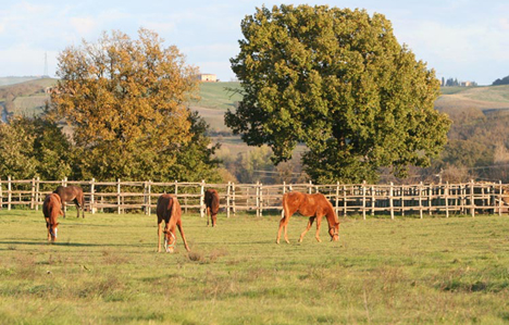 Agriturismo Allevamento Renaccino