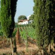 Tesorino