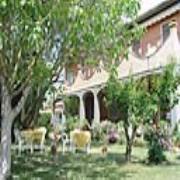 Agrifoglio