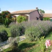Agrifoglio