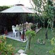 Agrifoglio