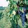 AZIENDE VINICOLE MAREMMA ALTA