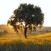 Le Siepi