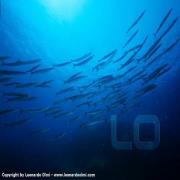 Argentario Divers