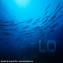 Diving Argentario Divers