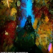Argentario Divers