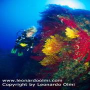 Argentario Divers