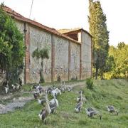 Bigongiari