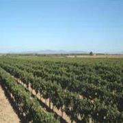 Azienda Bruni