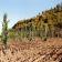AZIENDE VINICOLE POGGIO CILIEGIO
