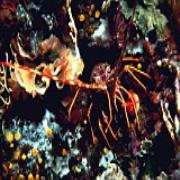 Diving Centro Sub a Cecina