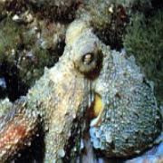 Diving Centro Sub a Cecina
