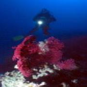 Diving Centro Sub a Cecina