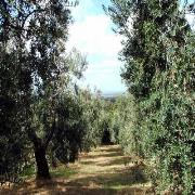 Fonte di Foiano