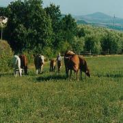 Macchia Piana