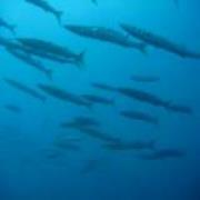 Sub Company