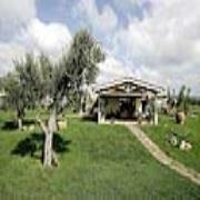 Tilia
