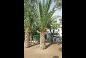Le Due Palme