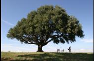 Valliferone