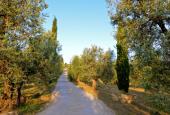 Fonte di Foiano