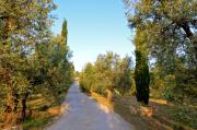Fonte di Foiano
