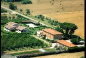 Agrifoglio