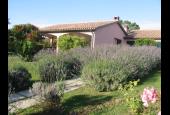 Agrifoglio