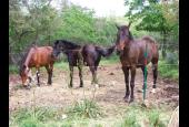 Agrifoglio