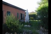 Agrifoglio