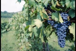 Compa��a del vino Maremma alta