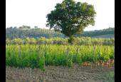 Le Siepi
