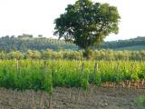 Le Siepi