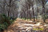 Ghinchia