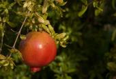 Il Melograno di Banditella