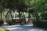 Pineta Camping