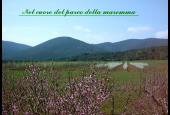 La Fata