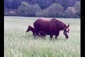 Sant Anna Quarter Horse