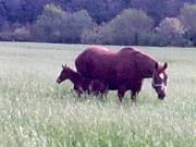 Sant Anna Quarter Horse