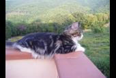 Colle Donatucci